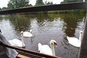 That's the kind of company you get in the morning when you live in a narrow-boat.