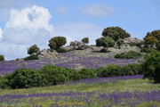 Details of the landscape: rocks, scattered trees and purple flowers.