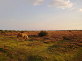 Wild poney in the New Forest.
