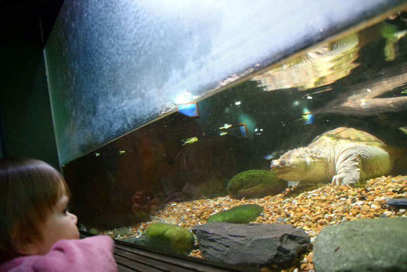File:Portsmouth-aquarium-11Apr-2022-12.jpg