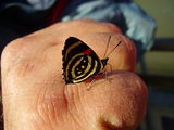 The site is noted for precious, beautiful and friendly butterflies (the hand is not ours).