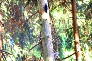 A couple of woodpeckers we surprised in the forest on our way back.