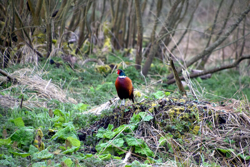 File:Smallbrook-13Apr2022-3.jpg