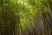 Bamboo forest.