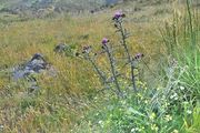 Thistles before they get burned and yellow.