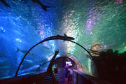 The Ocean Tunnel affords great views of sharks, but also turtles, stingrays and other big fishes.