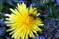 Thumbnail for version as of 12:46, 29 May 2022