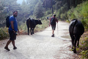 Camilo was frightened by the cows. What you see here is sheer fear.