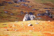 Rocks in the furnace of Autumn that is a Schottish field.