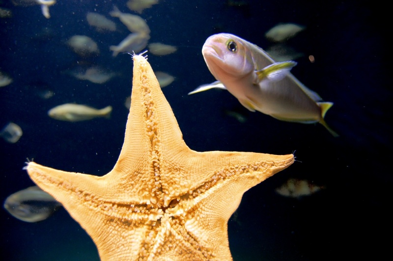 File:Resized 08--Monterey Aquarium--DSC 0158.JPG