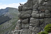 A herd of Iberian ibex, near the Najarra on 14 June (2020).