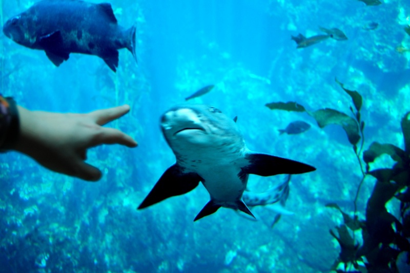 File:Resized 08--Monterey Aquarium--DSC 0063.JPG
